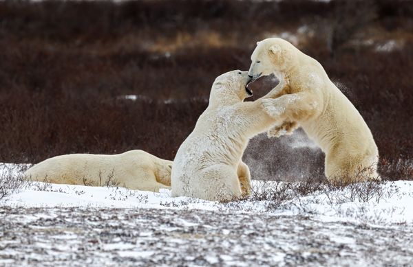 Bear's Sparring thumbnail