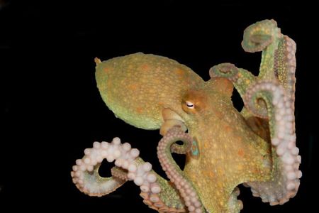 New research identifies a previously unknown type of nerve cell inside octopus suckers that the cephalopods use like taste buds.