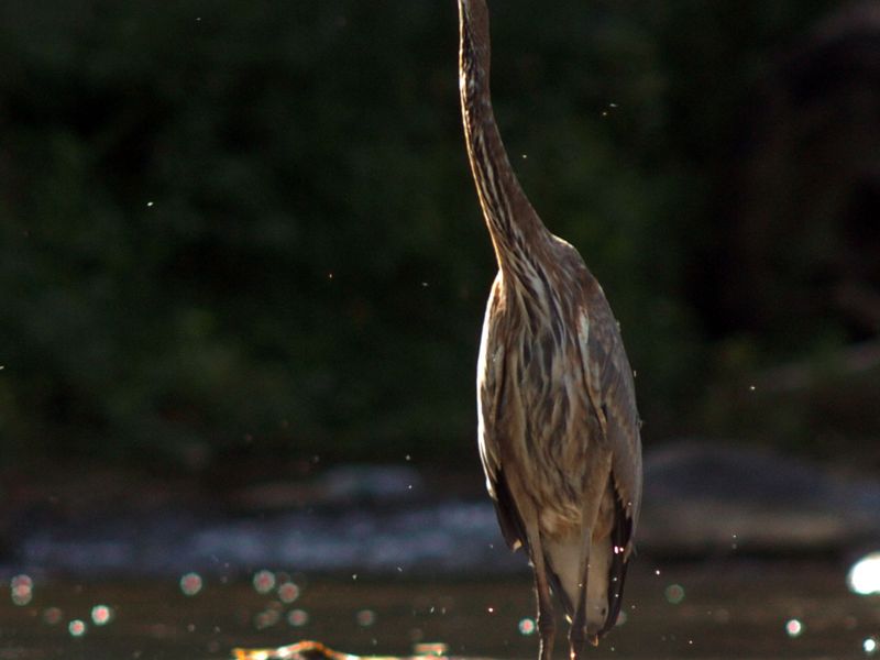 A Great Blue Heron Stretches Itself And Its Neck As It Wades In A