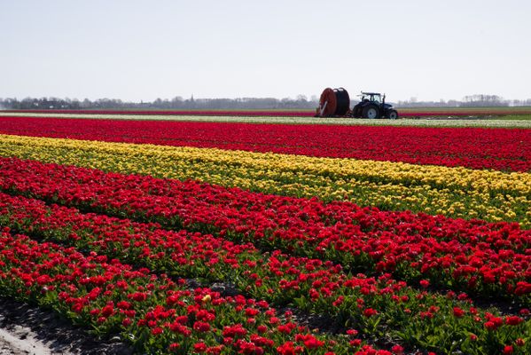 Tulpen in het noorden van Holland thumbnail