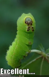 20110520083158funny-pictures-caterpillar-makes-tv-reference-193x300.jpg