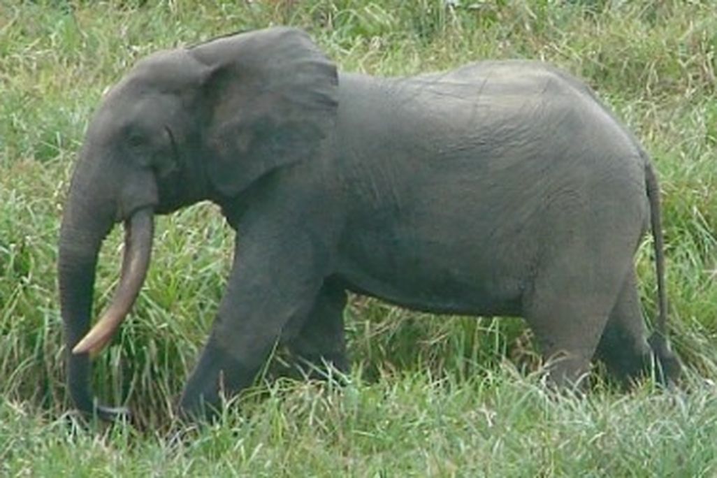 A bull male forest elephant in Gabon