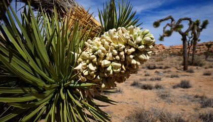 The American Southwest's Iconic Joshua Trees Are Blooming Early—and Scientists Want Your Help to Figure Out Why