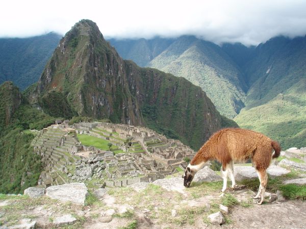 A Llama overlooking Machu Picchu. thumbnail
