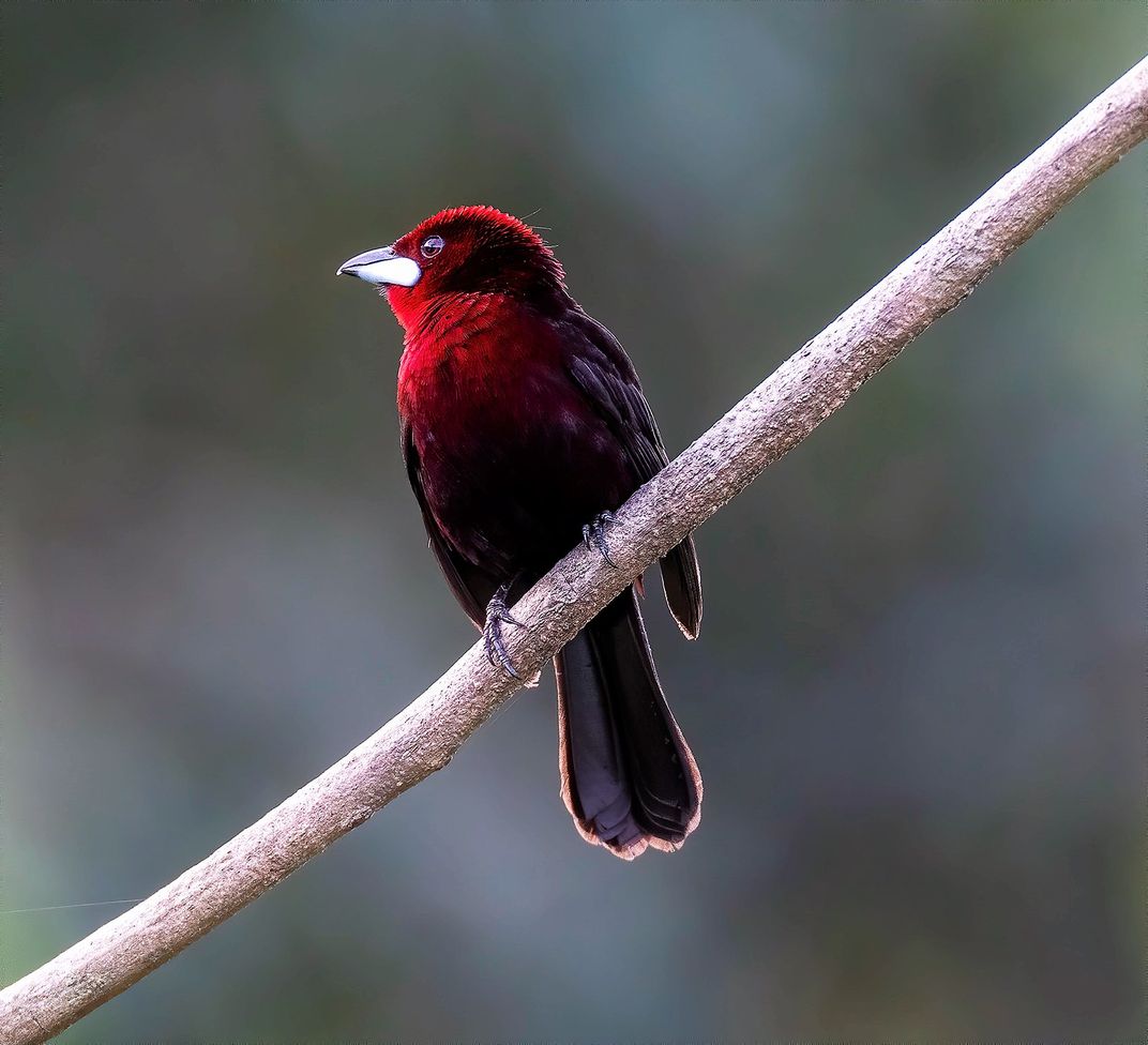 male silver-beaked tanager 