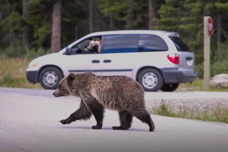 A grizzly bear walks along a road in Lake Louise, Alberta.&nbsp;