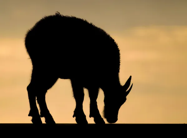 Tranquility On The Mountain thumbnail