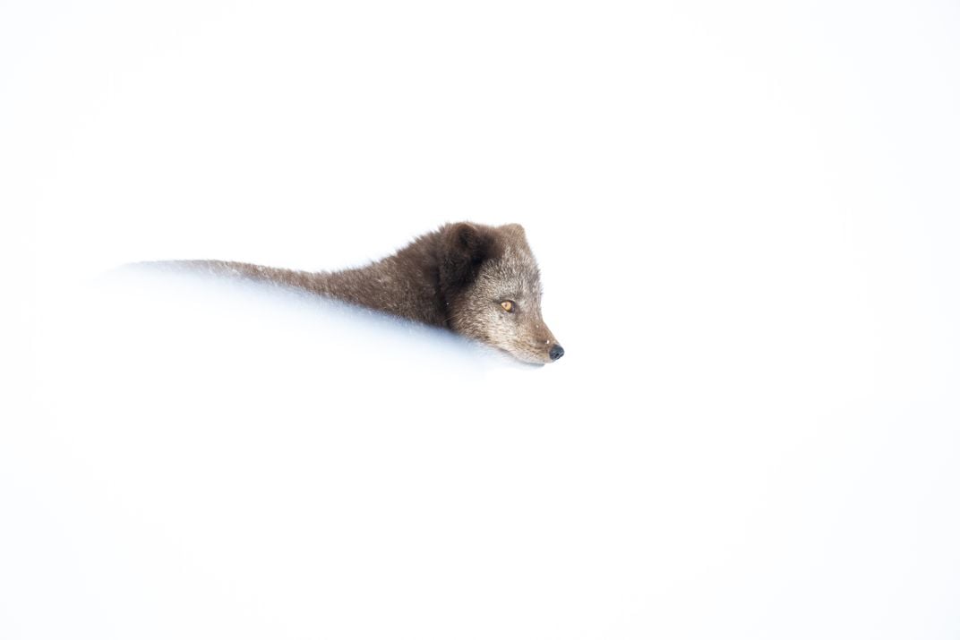 8 – Ein Polarfuchs jagt in der abgelegenen nordwestlichen Ecke der Hornvik-Bucht, wo die isolierte Landschaft es einem Großteil der Tierwelt ermöglicht, ungestört zu bleiben.