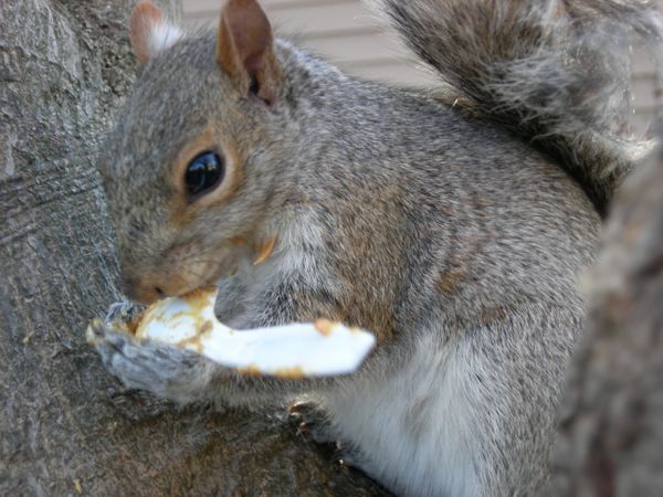 Squirrel eating peanut butter thumbnail