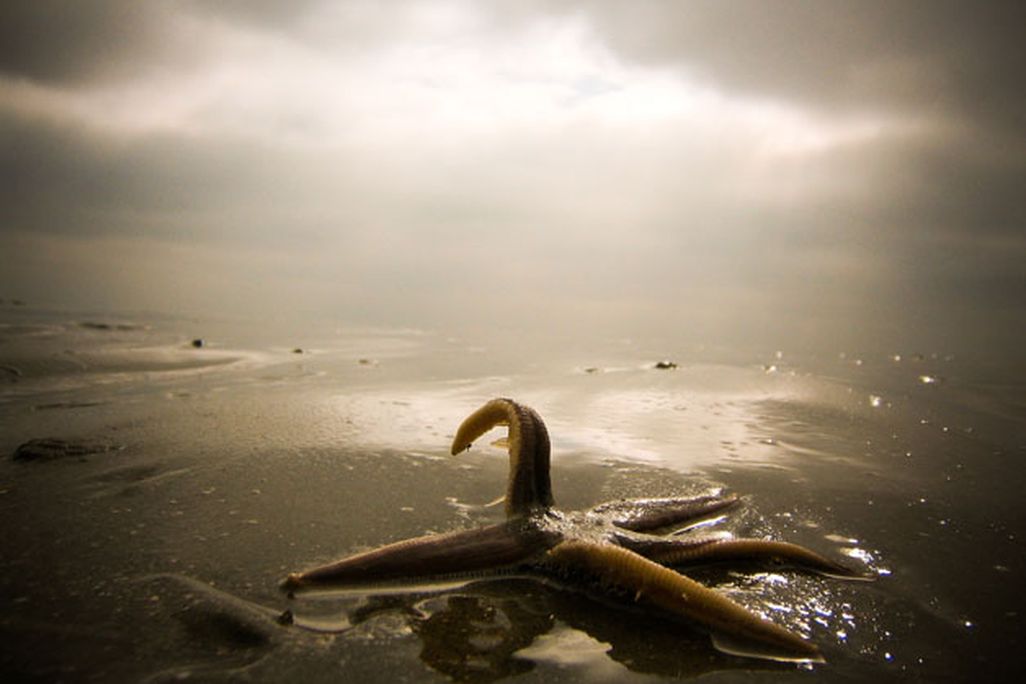 201105201041186th-photocontest-natural-starfish.jpg