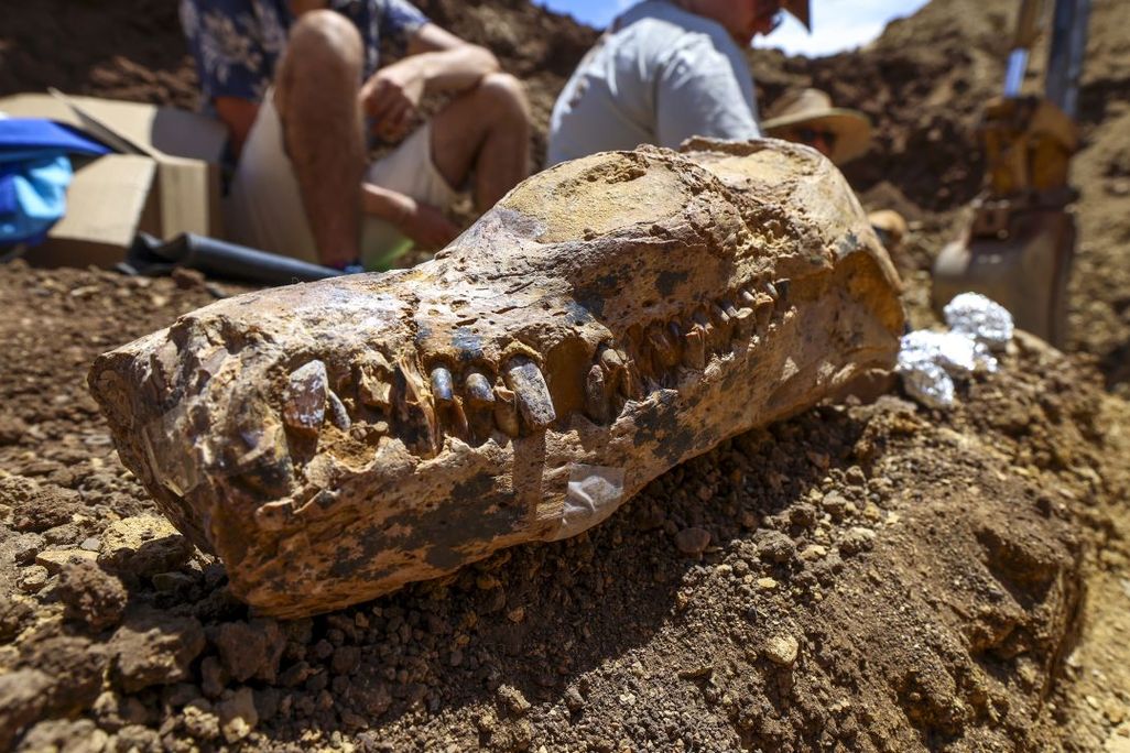 The skull of an elasmosaur