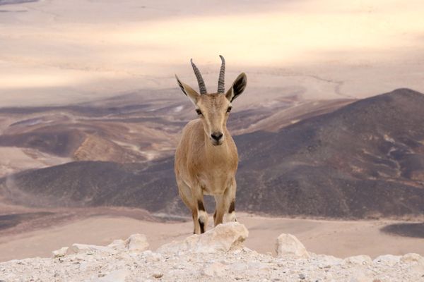 Ibex Ramon Crater thumbnail