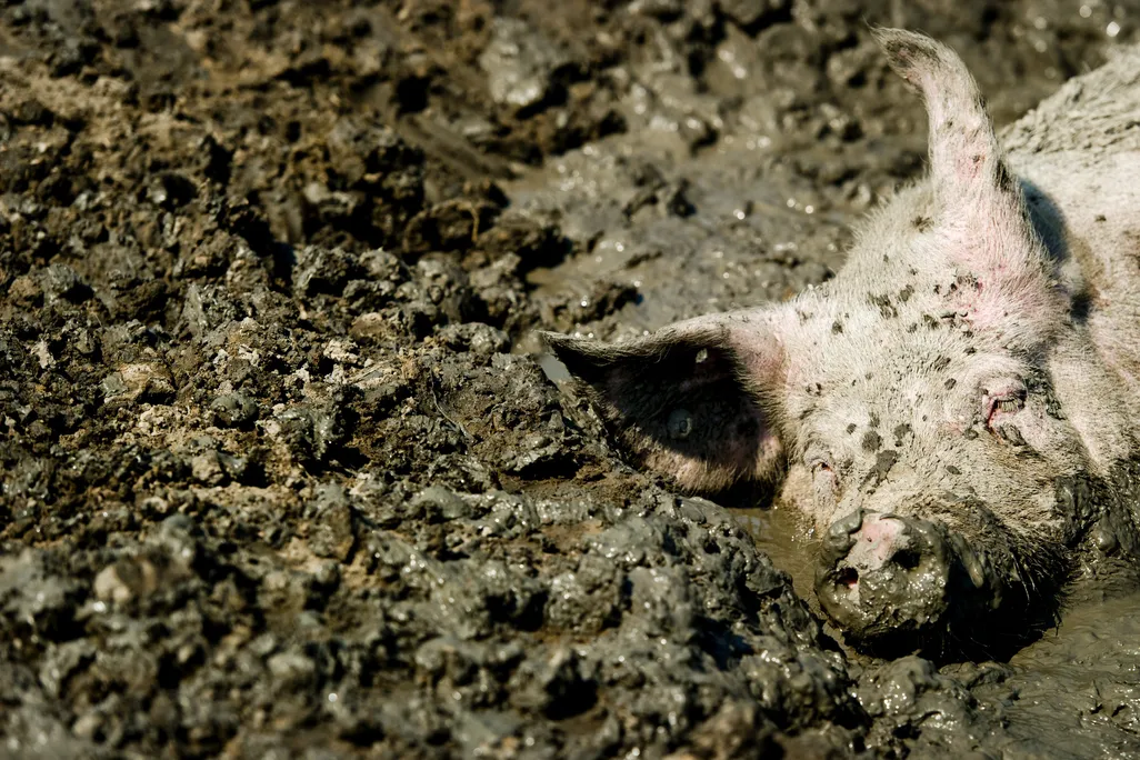 Pig mud cool