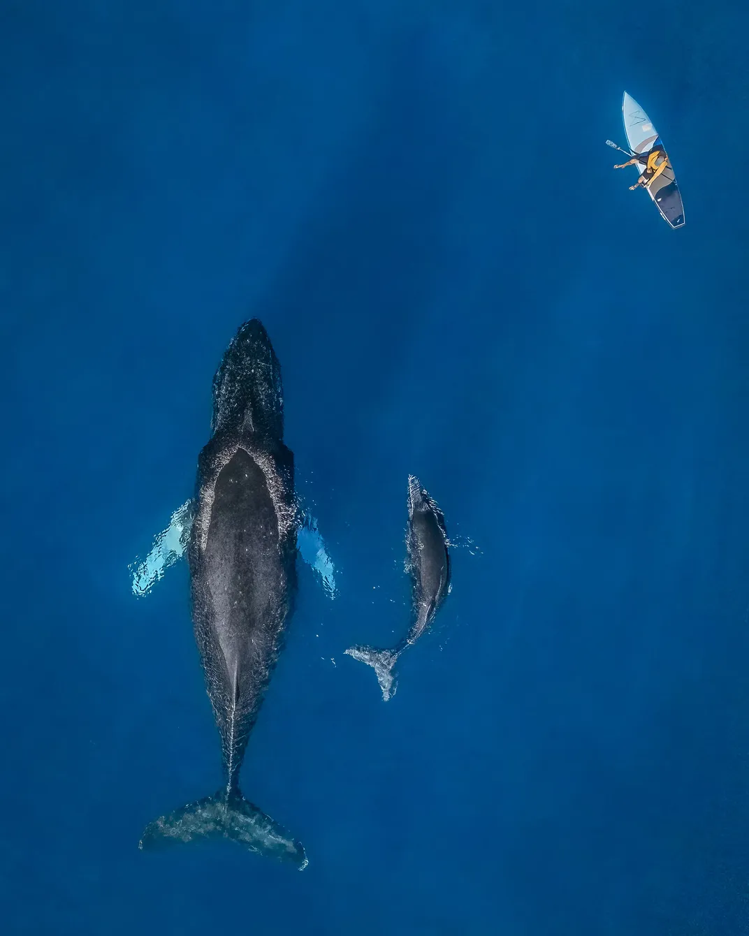 two humpback whales, one adult and one juvenile, swim near a paddle-boarder. the image is taken from overhead