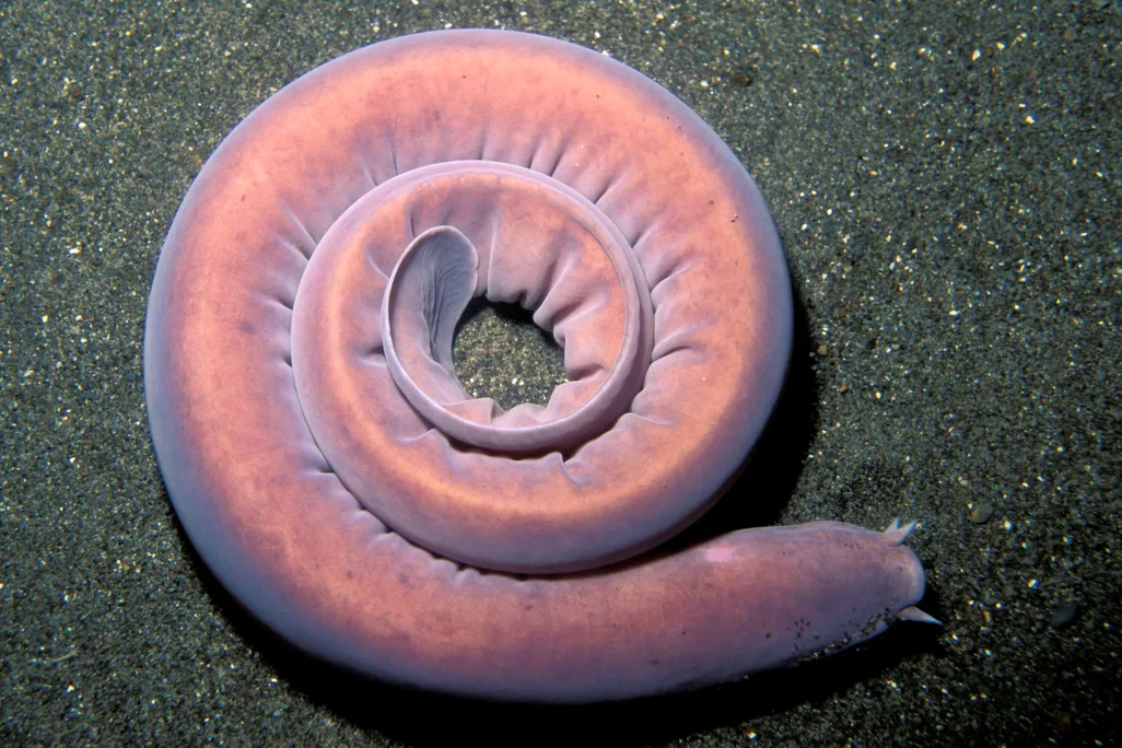 hagfish