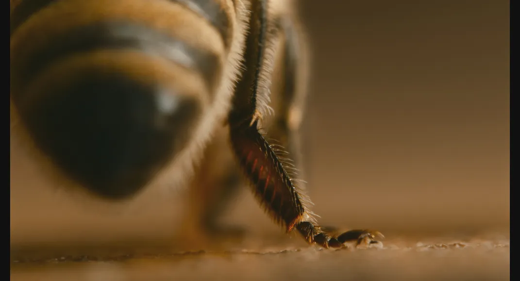See the Amazing Images That Showcase the Short, Brilliant Lives of Honeybees Throughout the Seasons