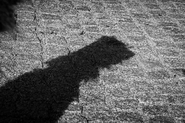 Dog’s Shadow on Riverside Stones, Krosno Odrzańskie thumbnail