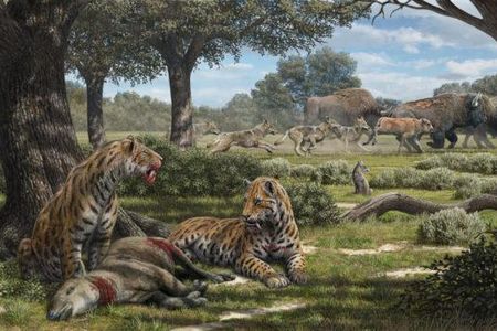 Saber-toothed cats likely ambushed plant-eating prey in forests, not open grassland