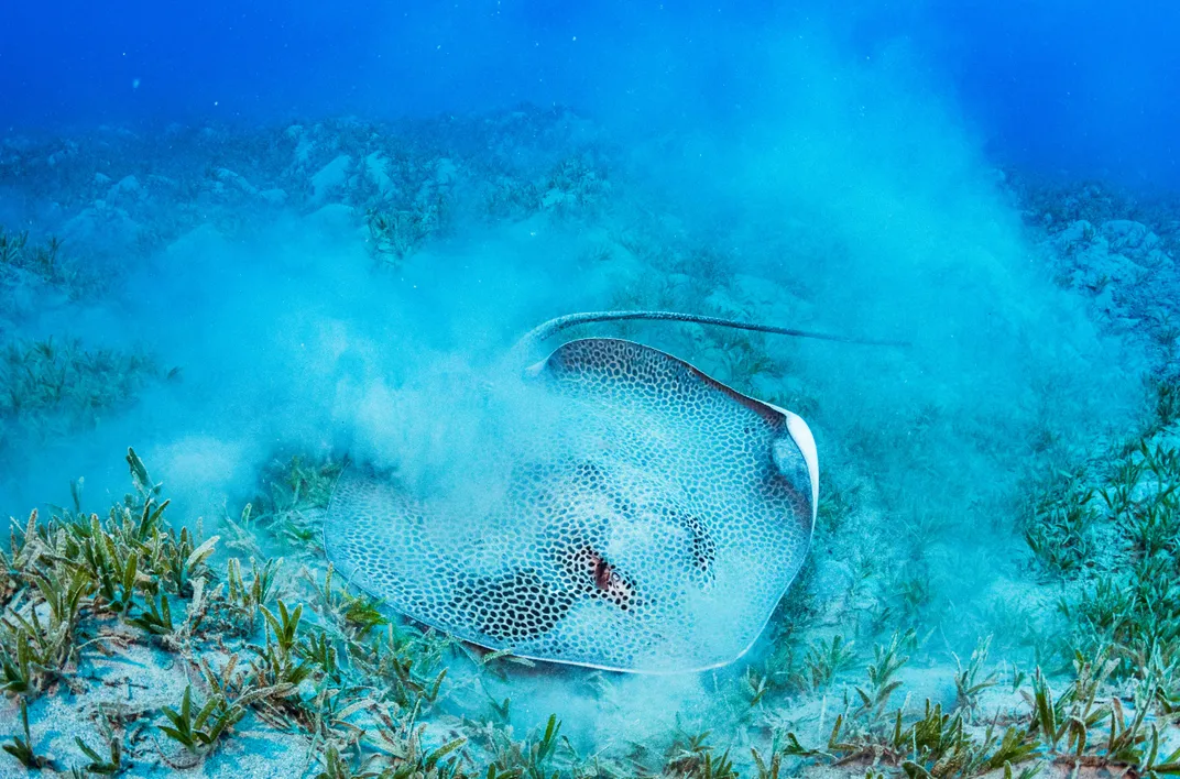 reticulate whipray