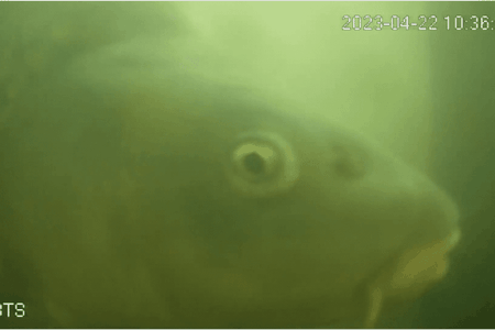 A fish appears on the live stream from the Netherlands' Weerdsluis lock in Utrecht.