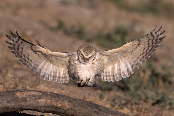 Burrowing Owl Comes In For Landing thumbnail