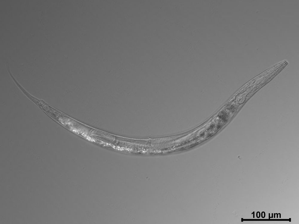 Arsenic Nematode