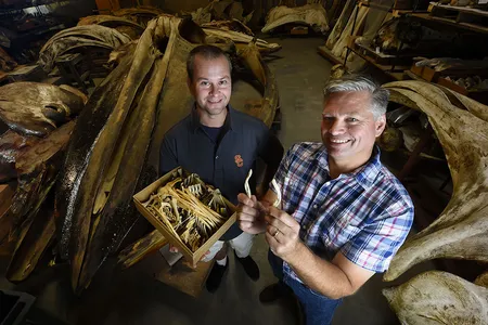 Matt Dean (left) and Jim Dines (right) analyzed pelvic bones of whales and dolphins from 29 different species. 