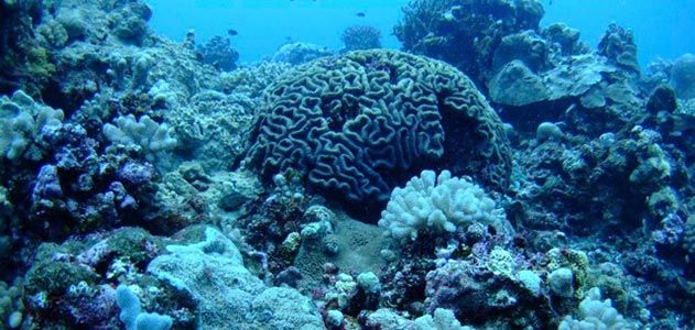 Coral and benthic communities at Maug Island