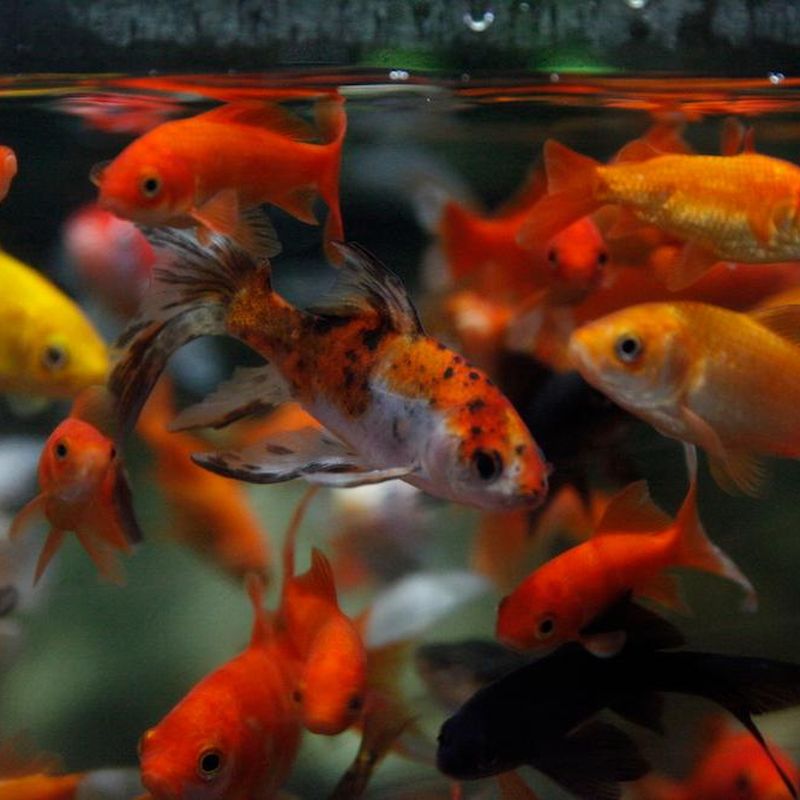 Goldfish sanctuary sale near me