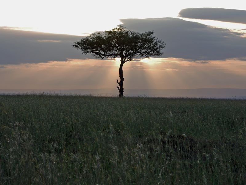 A lone acacia tree, at sunset, on the Maasai Mara Reserve, Kenya