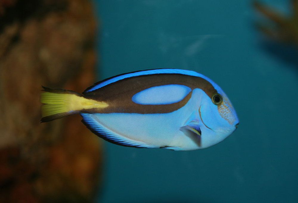 Blue Tang