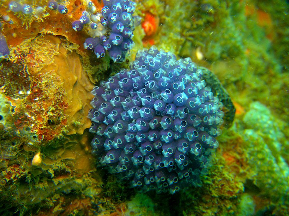 Clavelina puertosecensis, a species of tunicate, taken by Shih Wei, a student of the Tunicates course at the Bocas del Toro Research Station, in Panama. Experts teach courses and create instructional videos on how to collect, preserve and observe marine invertebrate groups. (Credit: STRI)