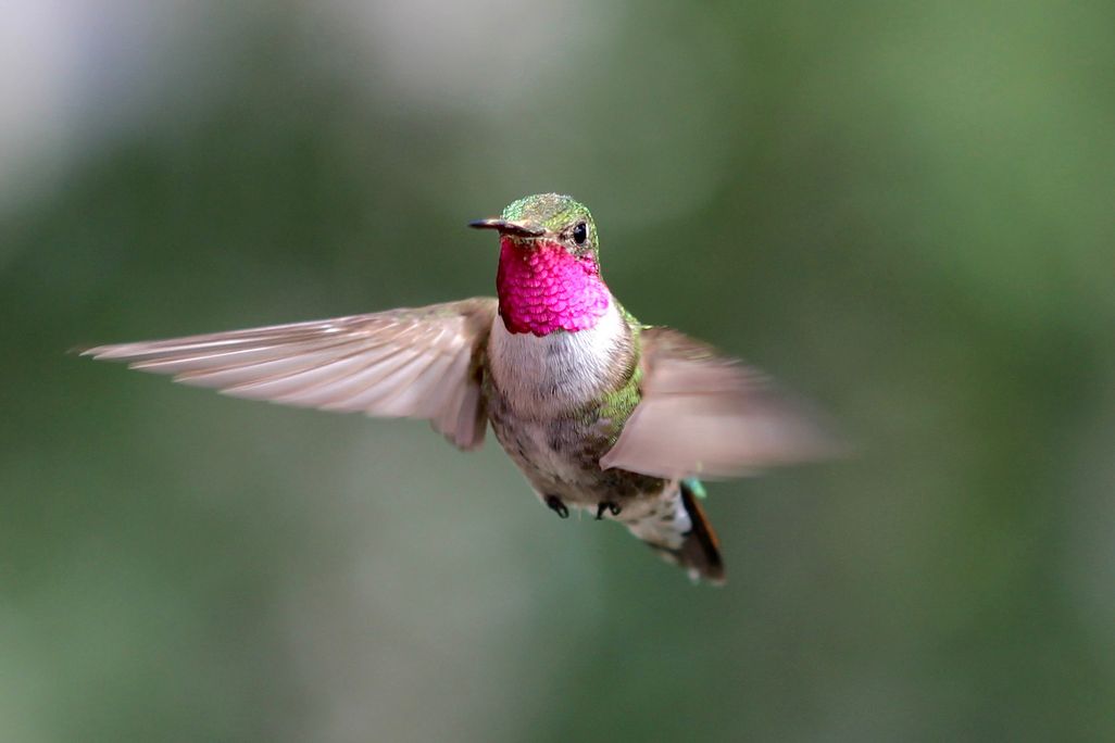 male broad-tailed hummingbird