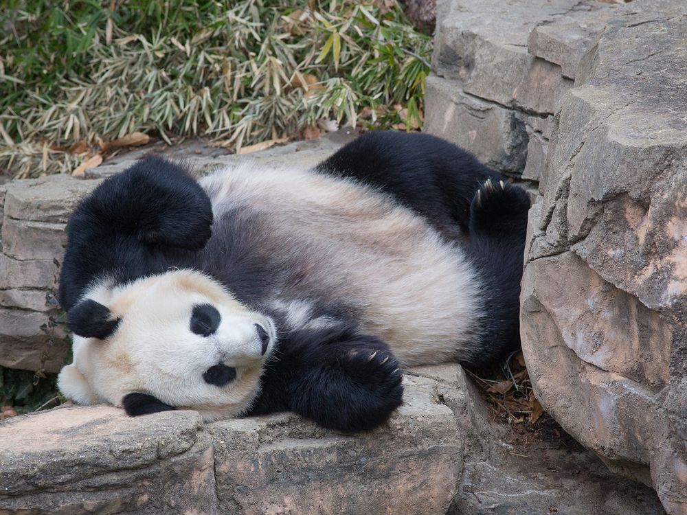 Giant Panda – Facts, Habitat, Population, And More