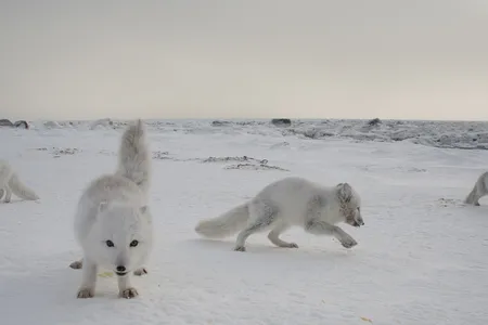 A modern Arctic fox