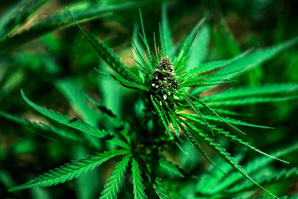 Cannabis Plant