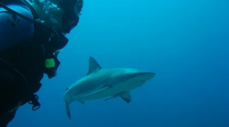 Scuba diving with sharks is an increasingly popular tourist activity in Australia and South Africa.