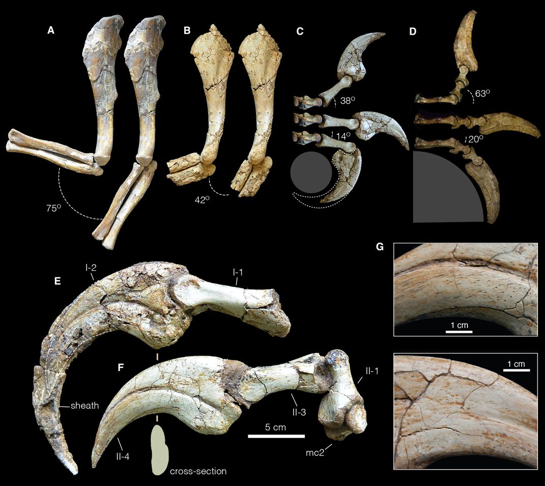 A comparison of the range of motion of the forelimb and fingers in therizinosaurs. The Duonychus tsogtbaatari is represented in B, C, E.