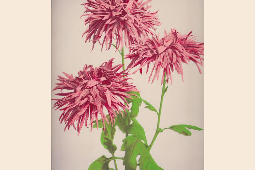 Color Photography Ahead of its Time 