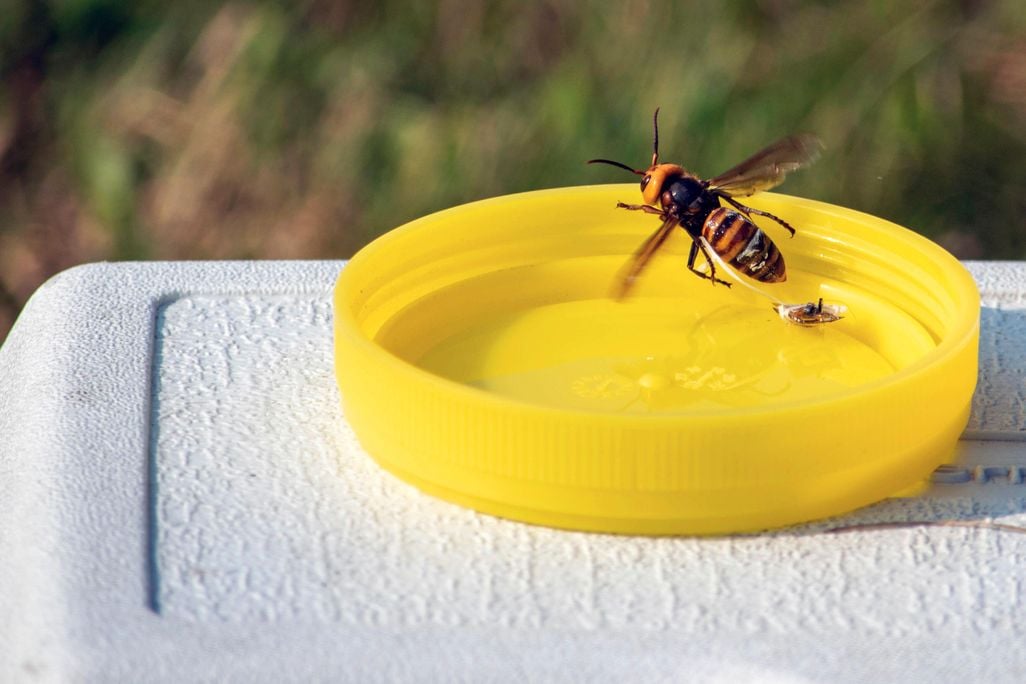 A live Asian giant hornet flutters but is unable to fly away as a tracking device placed by a researcher dangles behind near Blaine, Washington