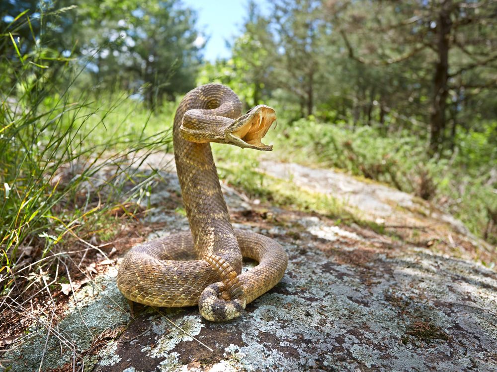 are rattlesnakes aggressive