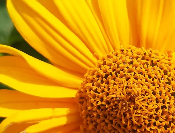 Close-up of Yellow Sunchoke. thumbnail
