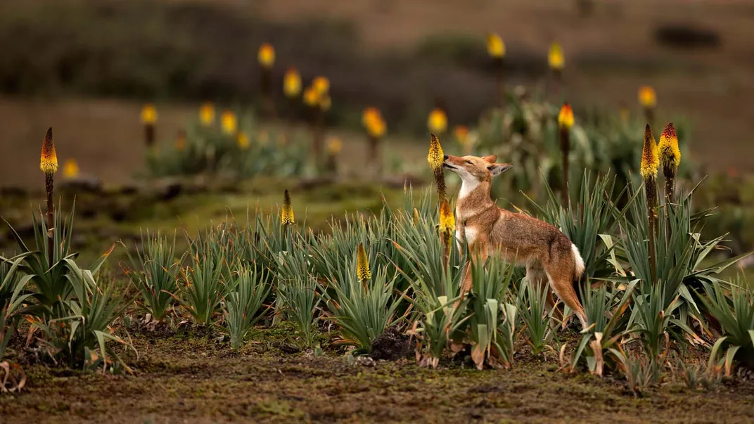 a red wolf eats from a yellow, cone-shaped flower
