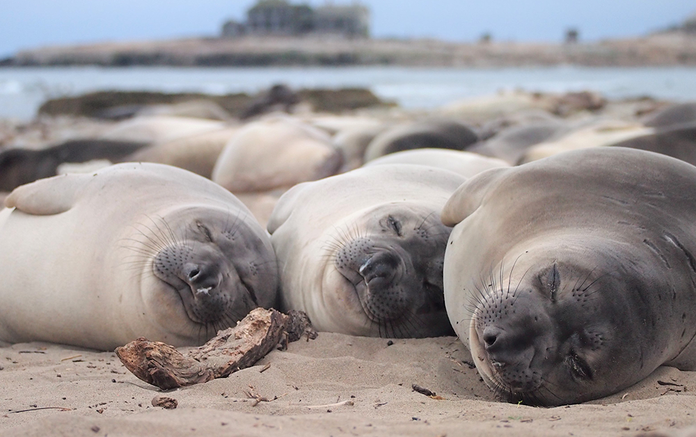 Sleeping Seals on a beach