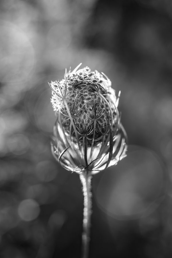 Queen Anne's Lace thumbnail