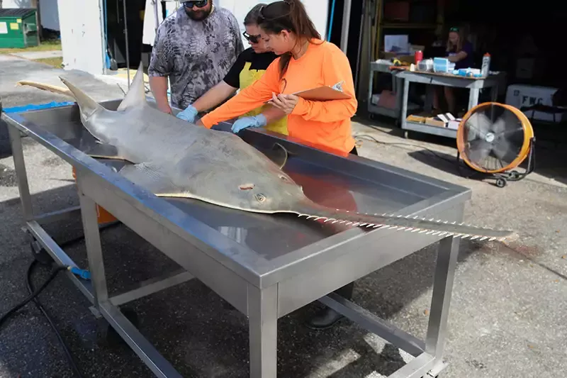 Large fish on a table with people standing above
