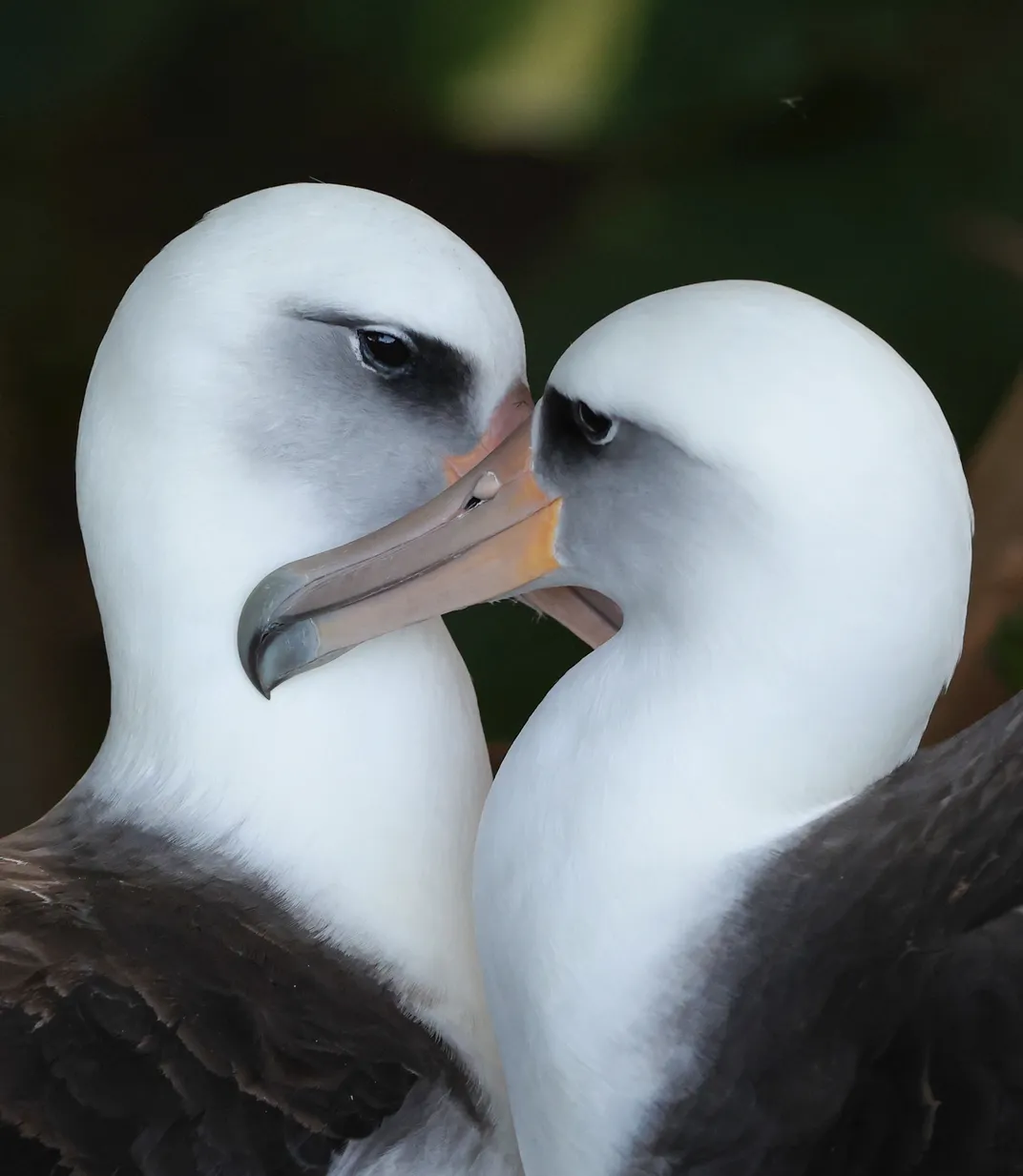 The stark white heads and gray bodies of two female Laysan Albatrosses fill the frame as each bird faces the opposite way, their breasts touching and beaks crossed to create a heart shape against the blurry green background.