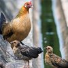 Why Chickens Need to Stop Breeding With Their Wild Cousins icon