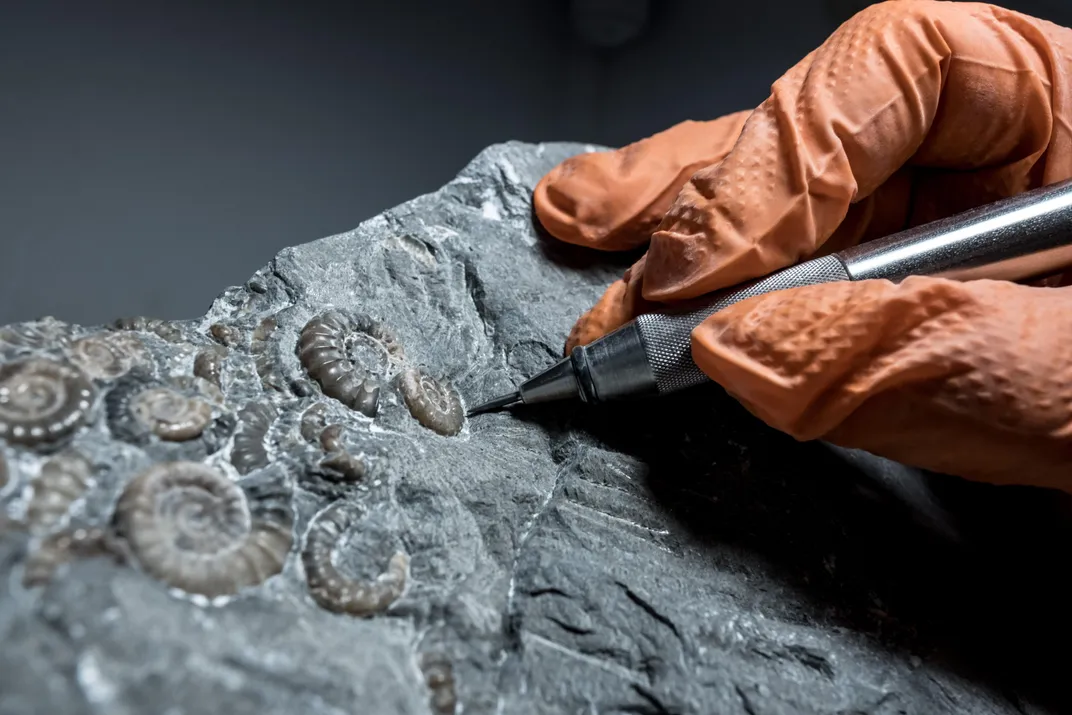 Why the Jurassic Coast Is One of the Best Fossil-Collecting Sites on Earth