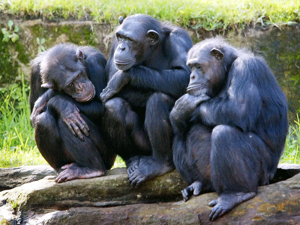 Three chimps sit on rocks together